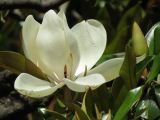 Basilica entourée de magnolias